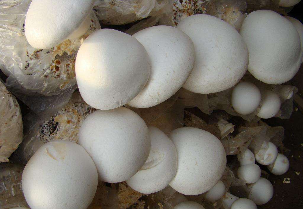 想放心吃蘑菇？听科学击碎“富集重金属”谣言