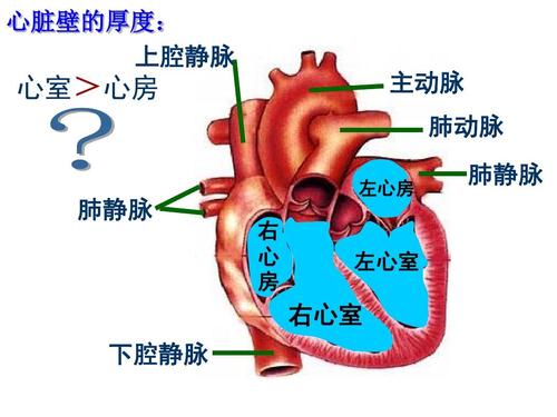 心脏还有4个隐形之敌