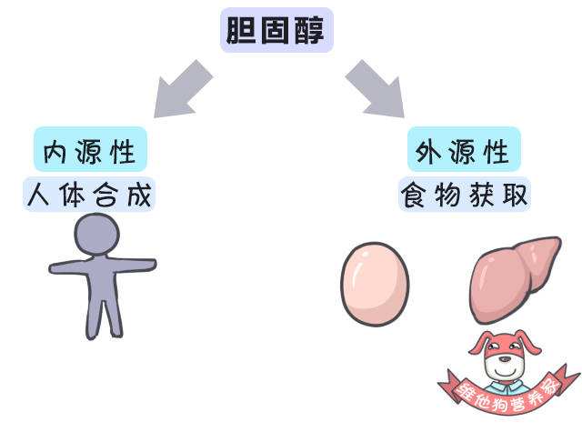 胆固醇的功与过 你知道多少？